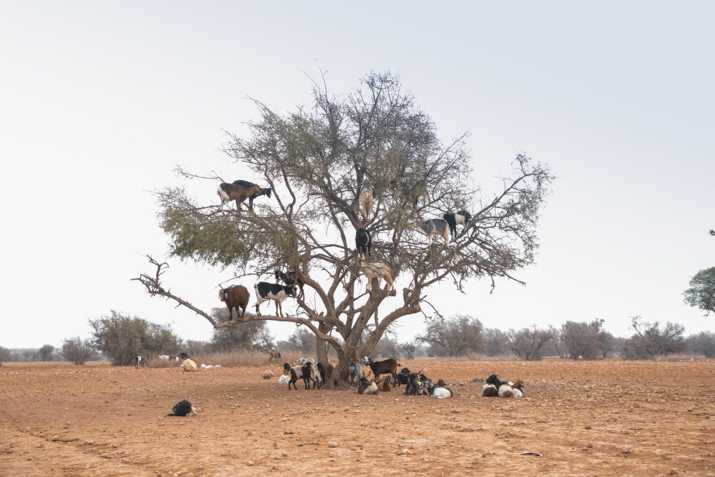 Fotografie_Ziegen_Baum